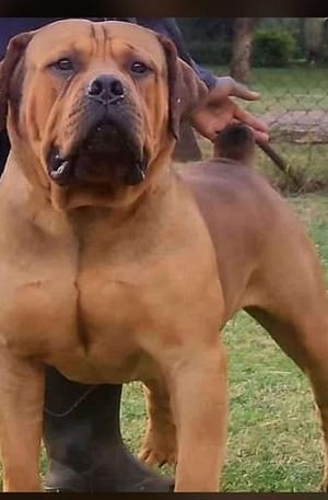Exemple de Chiens